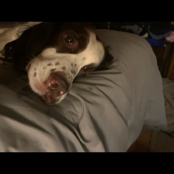 Meet your Posher, Curtis - Picture 3 of 3